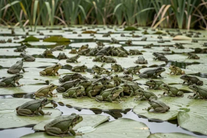 Colonie dense de grenouilles sur des nénuphars illustrant la croissance démographique exponentielle en écologie